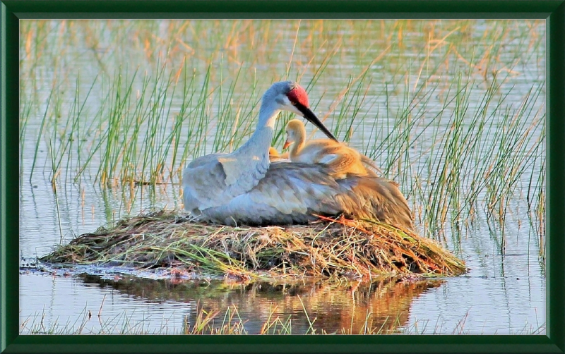 Obra de arte enmarcada Sandhill Crane y Baby on the Nest