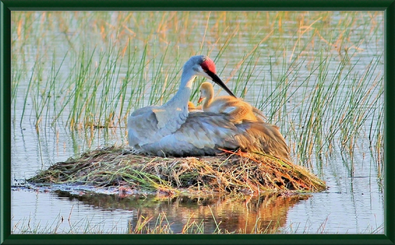 Obra de arte enmarcada Sandhill Crane y Baby on the Nest