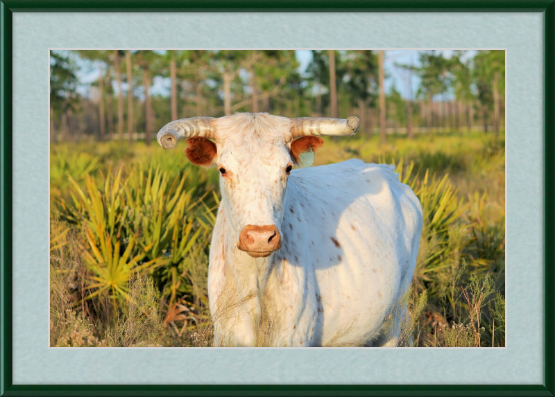 White Long-Horned Bull Framed Artwork - Shell Design Boutique