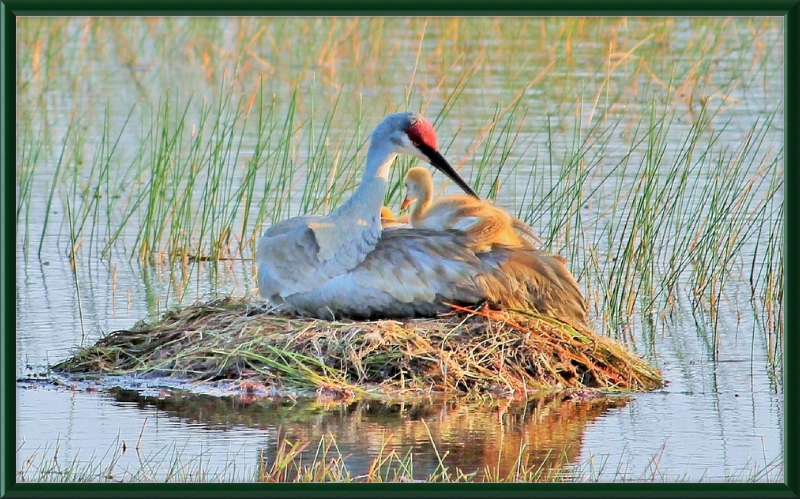 Sandhill Crane and Baby on the Nest