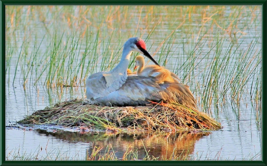 Obra de arte enmarcada Sandhill Crane y Baby on the Nest