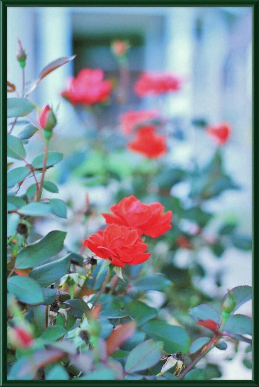 Red Roses in Front of a Gazebo Framed Print - Shell Design Boutique