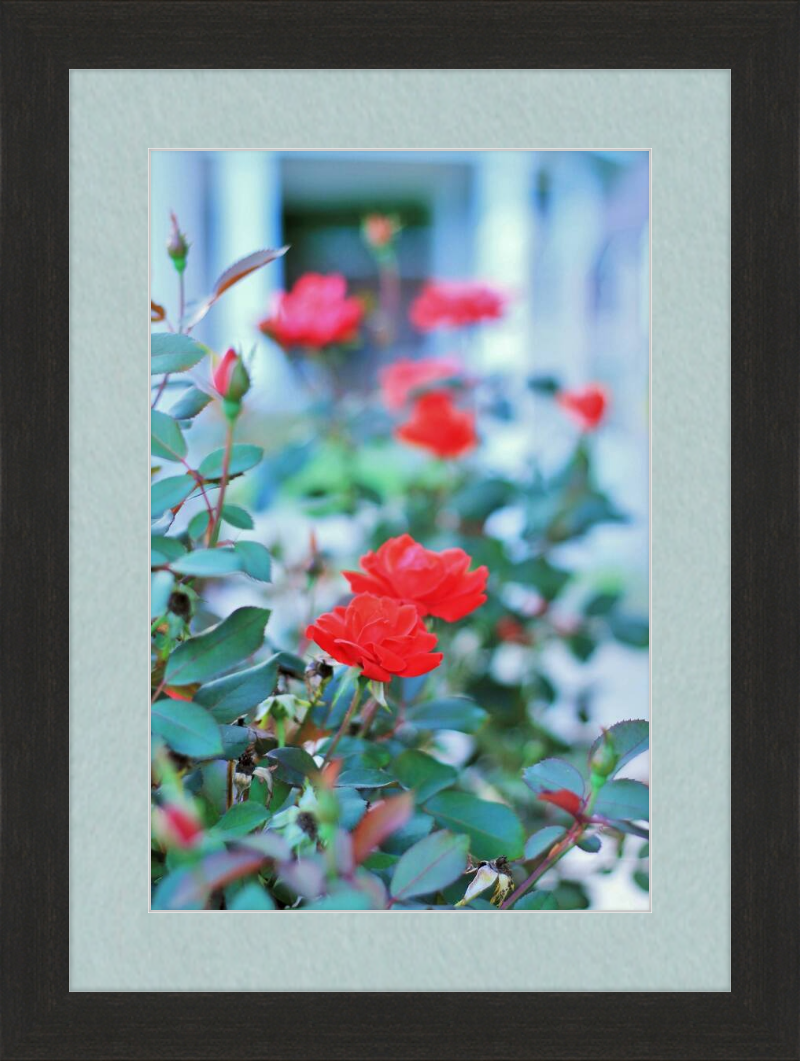 Red Roses in Front of a Gazebo