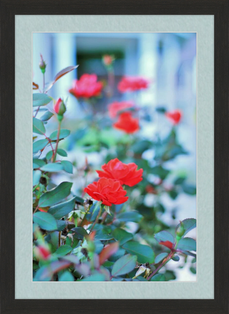 Red Roses in Front of a Gazebo