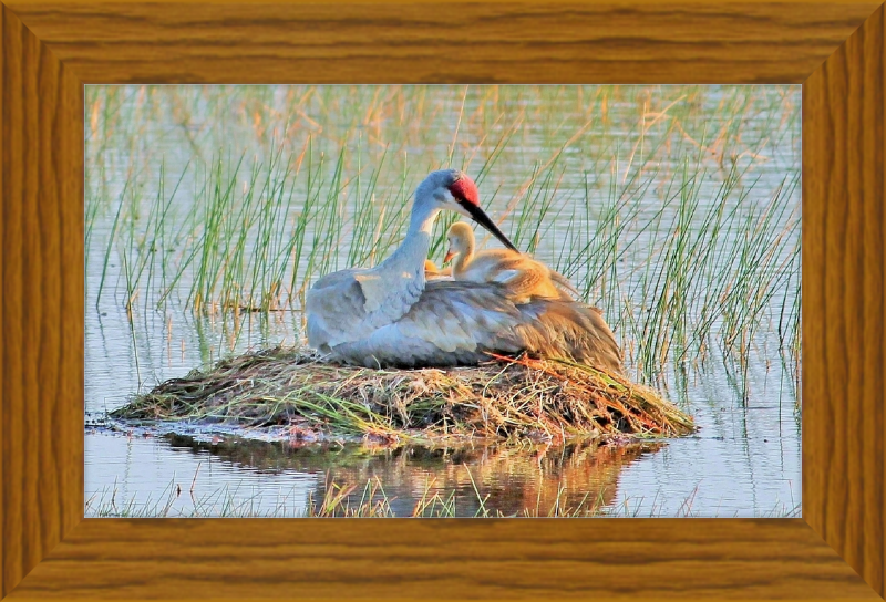 Obra de arte enmarcada Sandhill Crane y Baby on the Nest