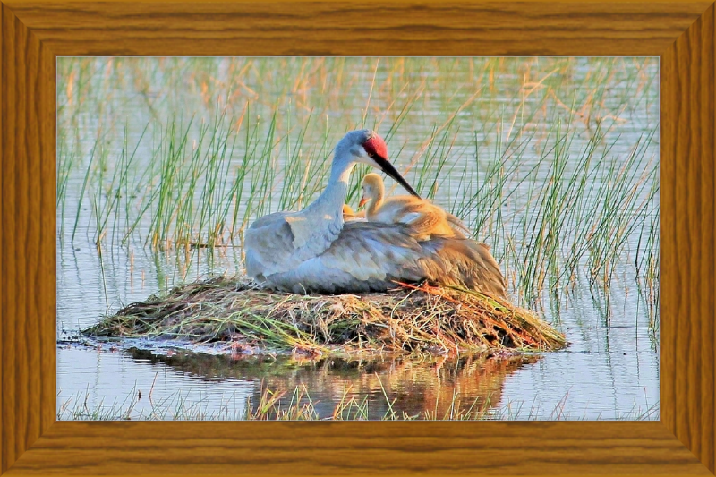 Obra de arte enmarcada Sandhill Crane y Baby on the Nest