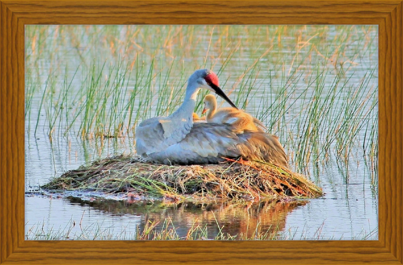 Obra de arte enmarcada Sandhill Crane y Baby on the Nest