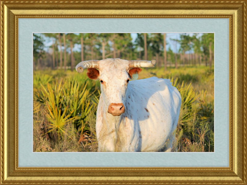 White Long-Horned Bull Framed Artwork - Shell Design Boutique