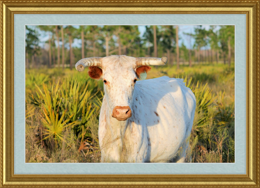 White Long-Horned Bull Framed Artwork - Shell Design Boutique