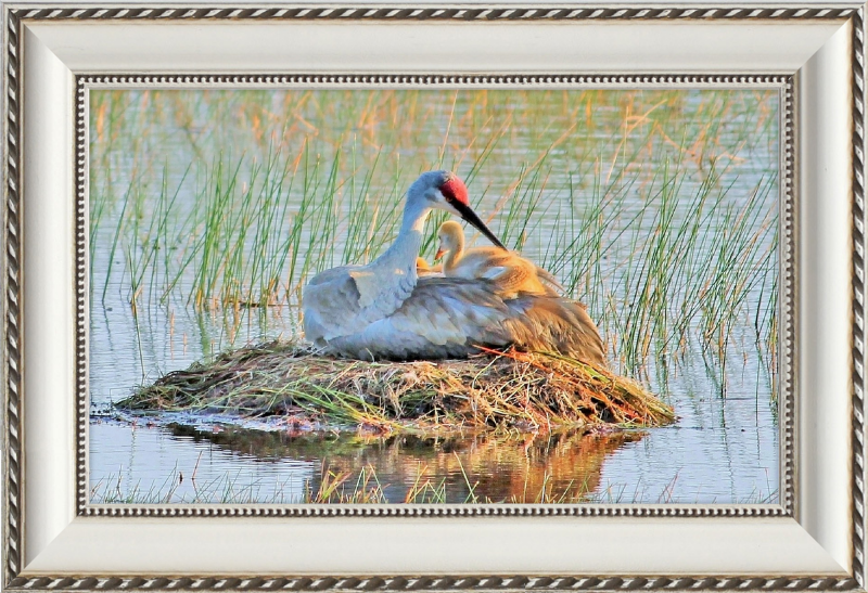 Sandhill Crane and Baby on the Nest