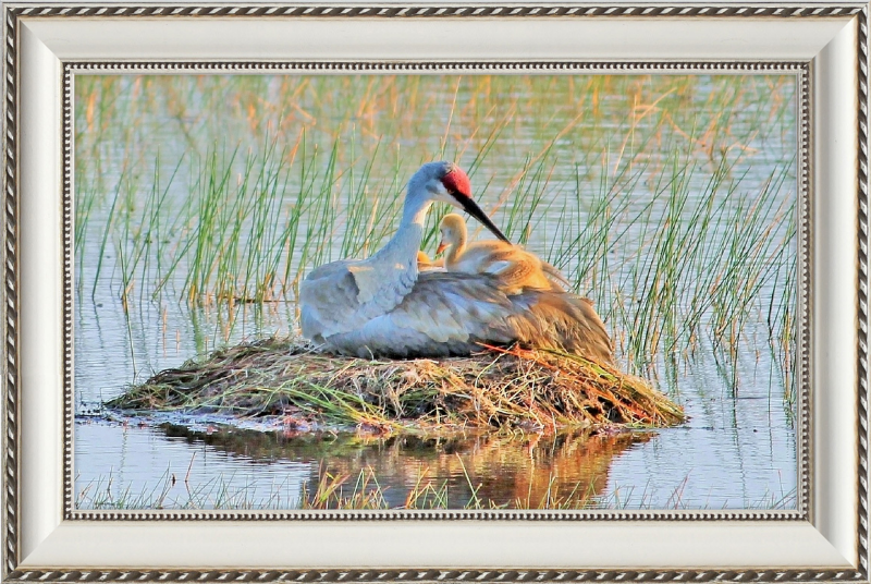 Sandhill Crane and Baby on the Nest