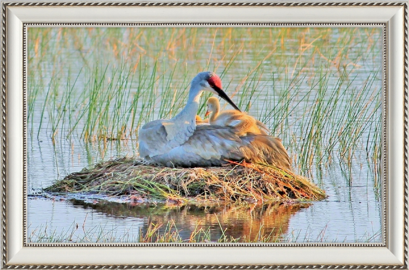 Obra de arte enmarcada Sandhill Crane y Baby on the Nest