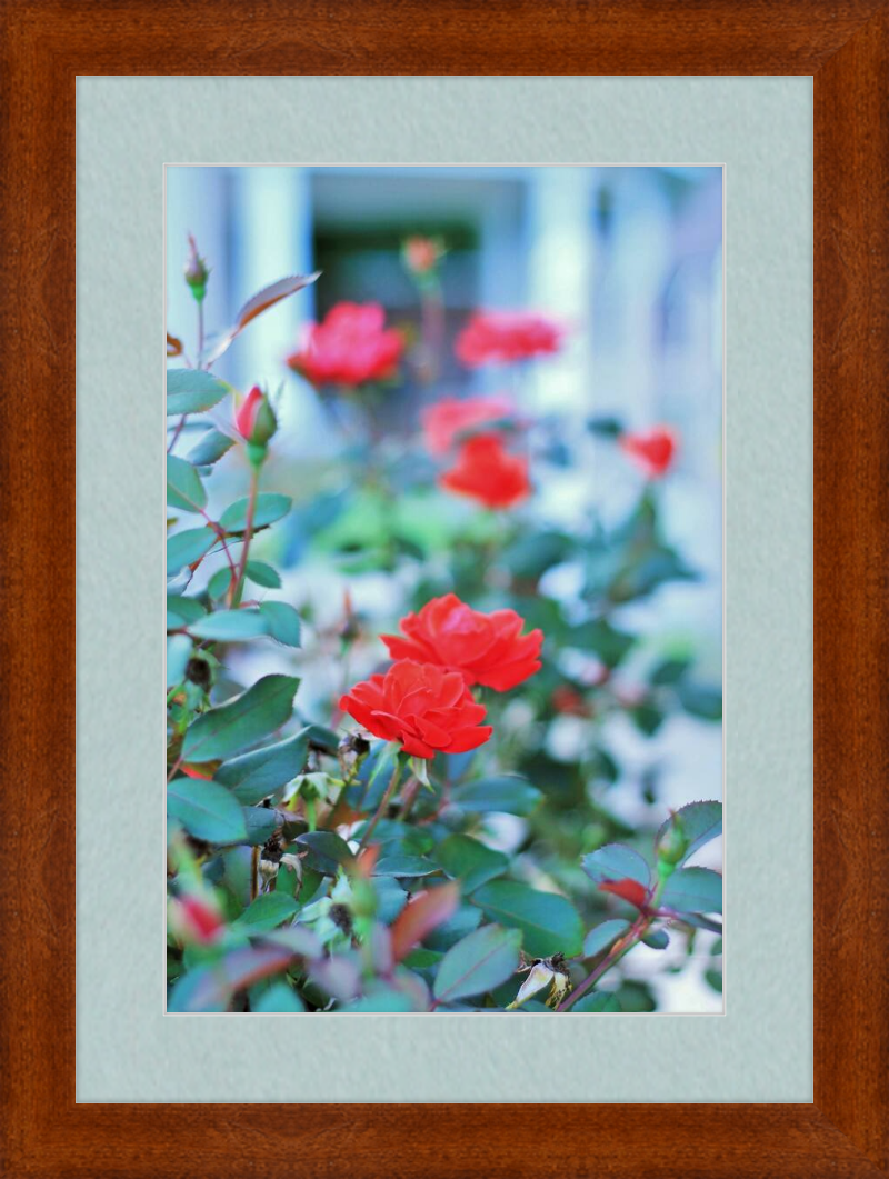 Red Roses in Front of a Gazebo