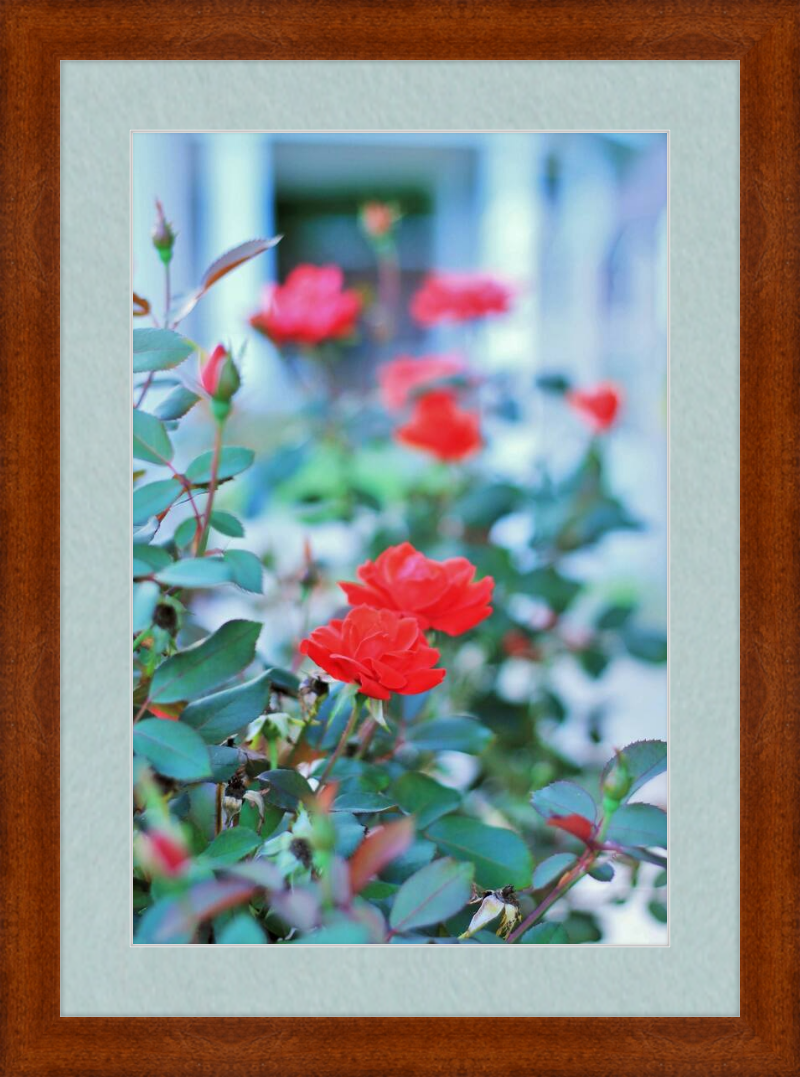 Red Roses in Front of a Gazebo