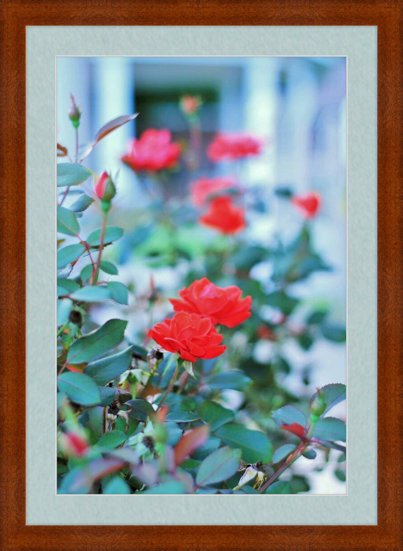 Red Roses in Front of a Gazebo