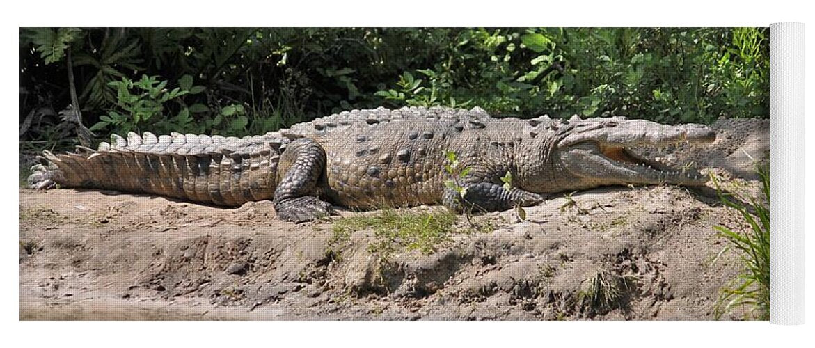 Crocodile by the Riverside - Yoga Mat