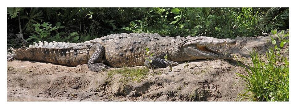 Crocodile by the Riverside - Yoga Mat