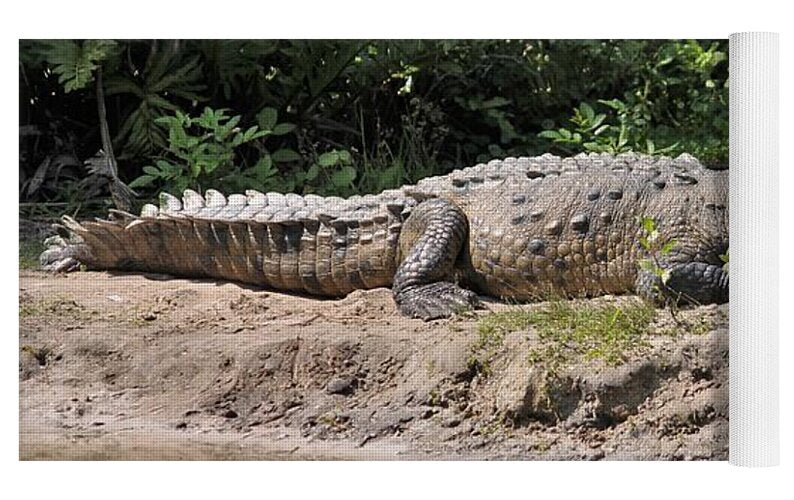 Crocodile by the Riverside - Yoga Mat