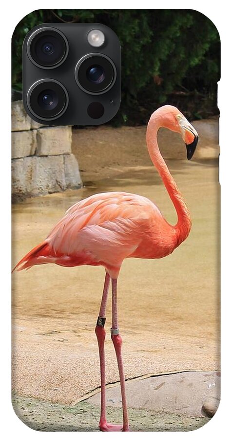 Lone Flamingo at Sea World Park in Florida - Phone Case
