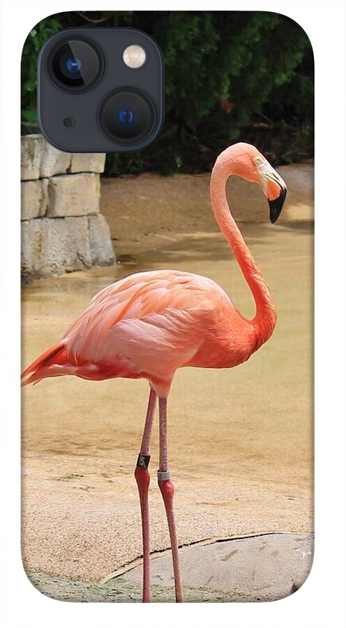 Lone Flamingo at Sea World Park in Florida - Phone Case