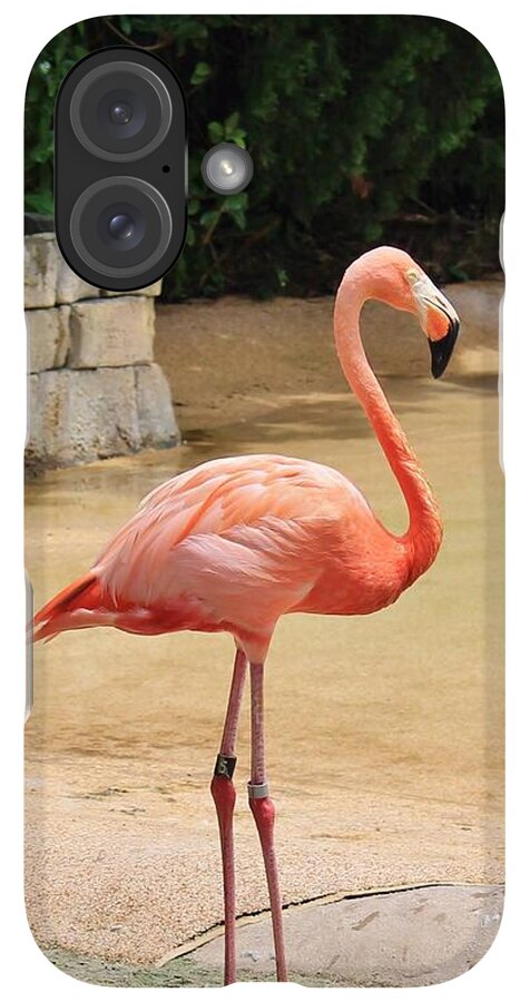 Lone Flamingo at Sea World Park in Florida - Phone Case