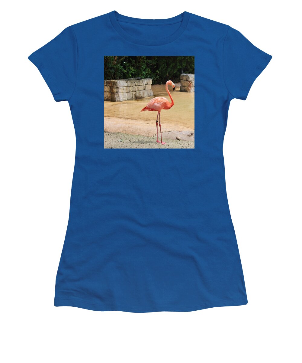 Flamingo at Sea World Park in Florida Women's T-Shirt