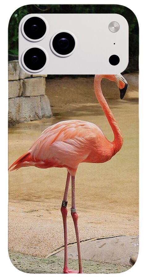 Lone Flamingo at Sea World Park in Florida - Phone Case