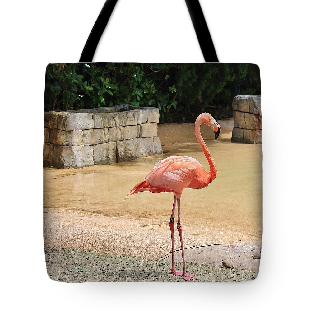 Flamingo at Sea World Park in Florida - Tote Bag