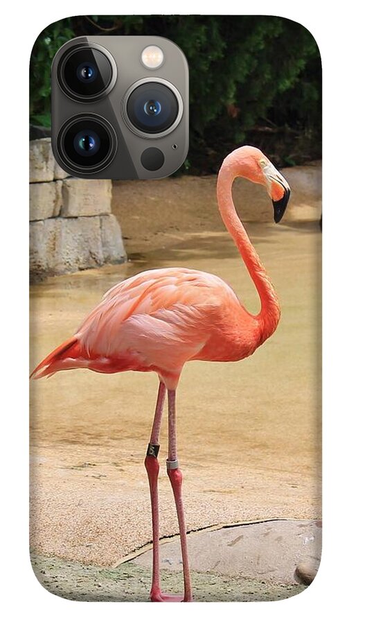 Lone Flamingo at Sea World Park in Florida - Phone Case