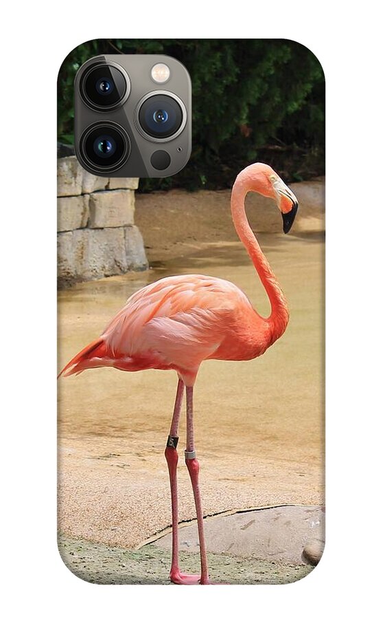 Lone Flamingo at Sea World Park in Florida - Phone Case
