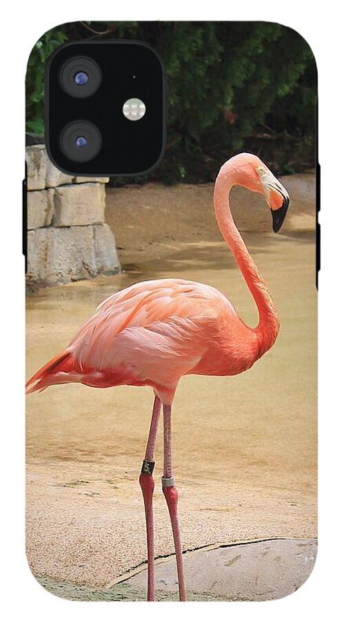 Lone Flamingo at Sea World Park in Florida - Phone Case