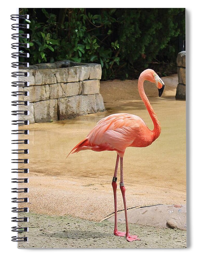 Flamingo at Sea World Park in Florida Spiral Notebook