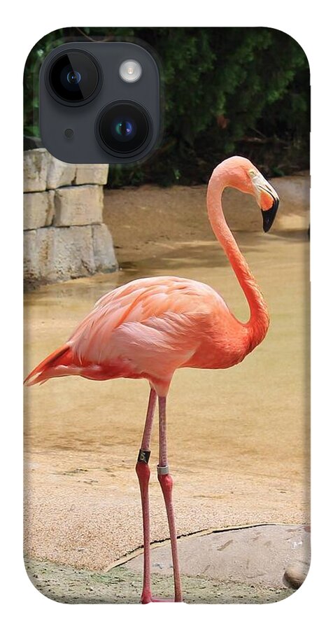 Lone Flamingo at Sea World Park in Florida - Phone Case
