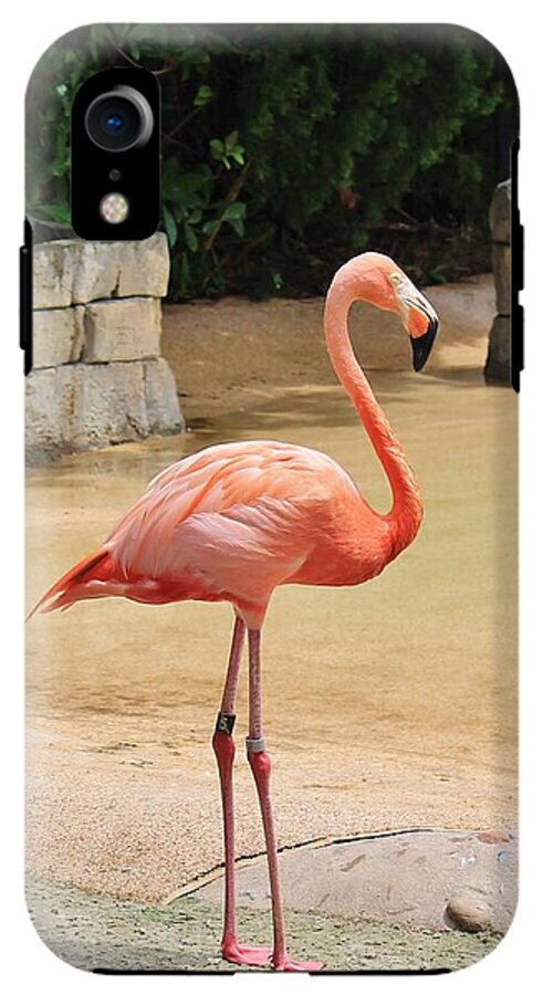 Lone Flamingo at Sea World Park in Florida - Phone Case