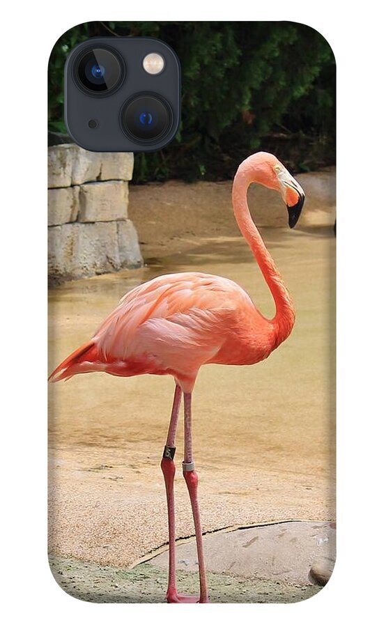 Lone Flamingo at Sea World Park in Florida - Phone Case