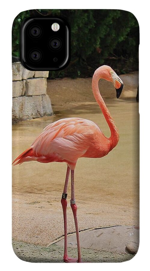 Lone Flamingo at Sea World Park in Florida - Phone Case