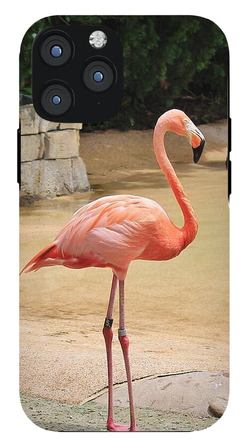 Lone Flamingo at Sea World Park in Florida - Phone Case