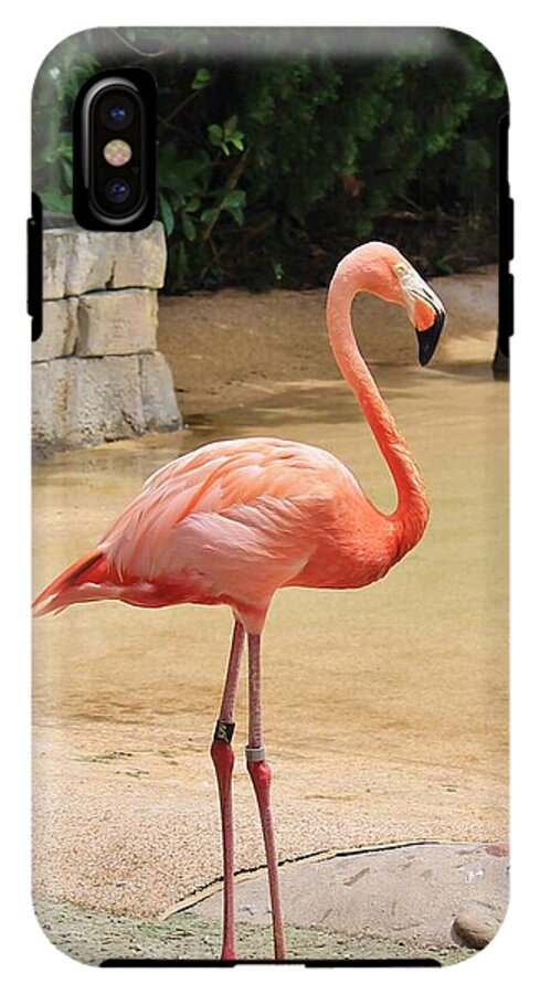Lone Flamingo at Sea World Park in Florida - Phone Case