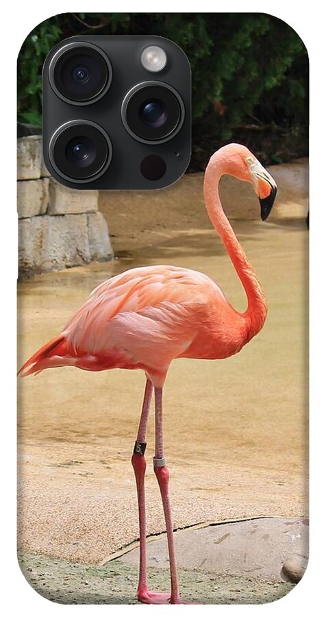 Lone Flamingo at Sea World Park in Florida - Phone Case
