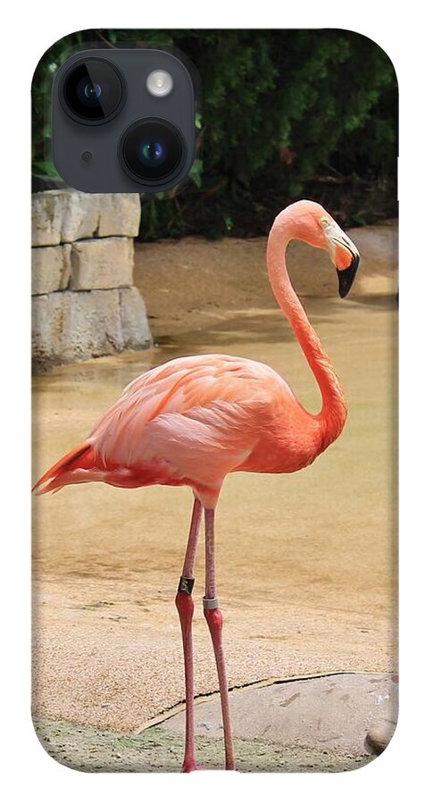 Lone Flamingo at Sea World Park in Florida - Phone Case