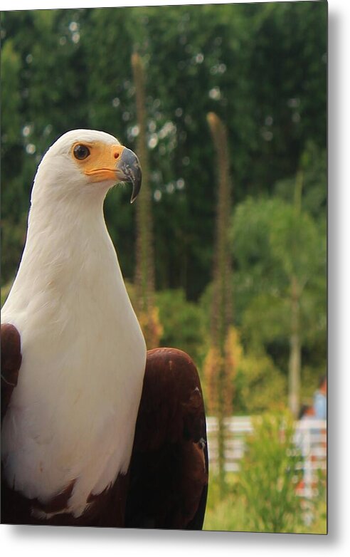 Majestic American Bald Eagle Eagle - Metal Print