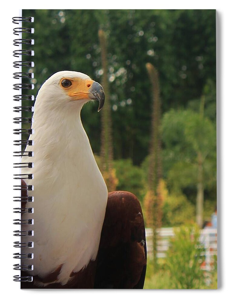 Majestic American Bald Eagle Eagle - Spiral Notebook