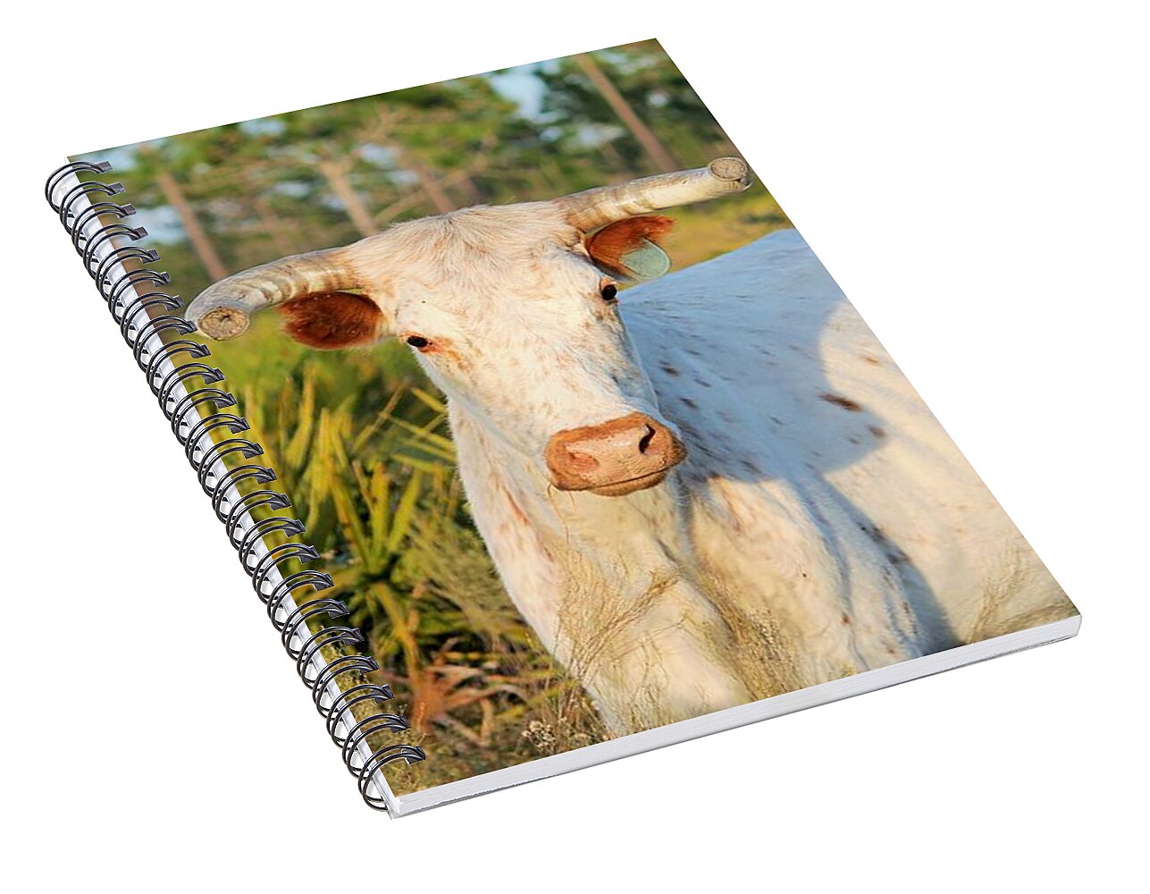 Majestic Horned Bull near Orlando Florida Spiral Notebook