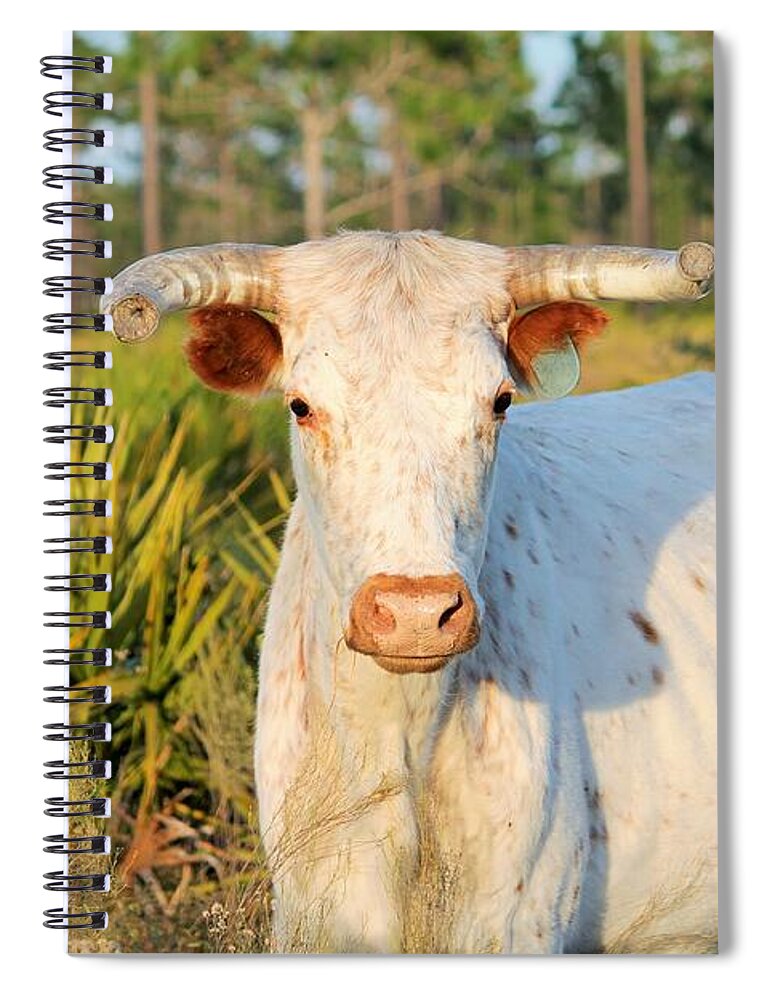 Majestic Horned Bull near Orlando Florida Spiral Notebook