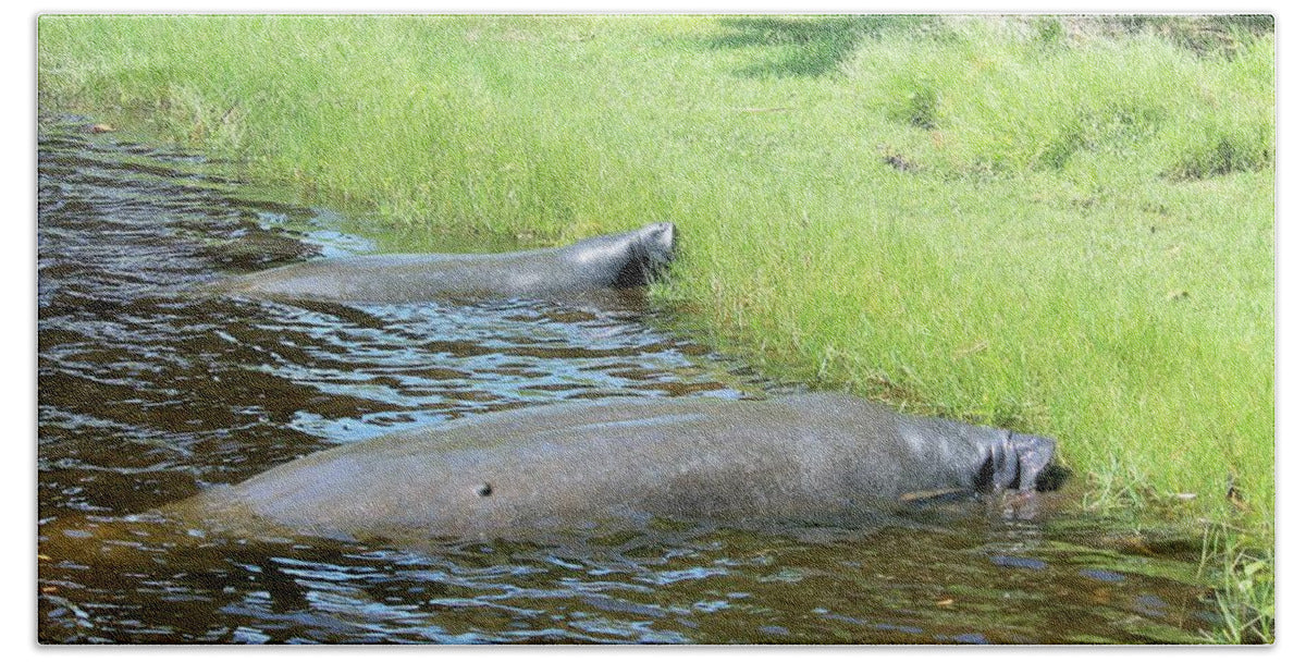 Manatees Resting by Shore of Indian River Lagoon, Florida - Bath Towel