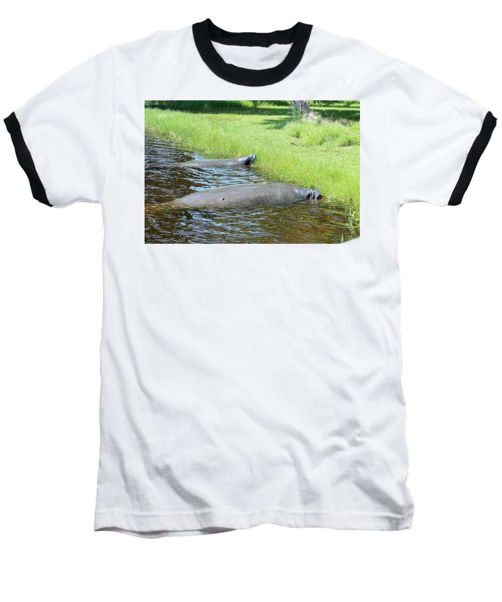 Manatees Resting by Shore of Indian River Lagoon, Florida - Baseball T-Shirt