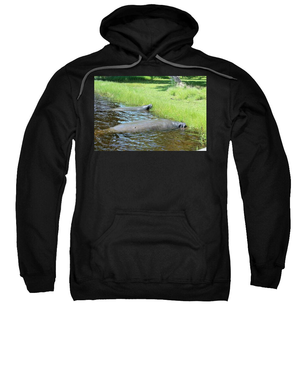 Manatees Resting by Shore of Indian River Lagoon, Florida - Sweatshirt