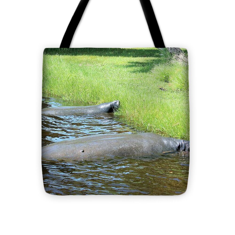 Manatees Resting by Shore of Indian River Lagoon, Florida - Tote Bag