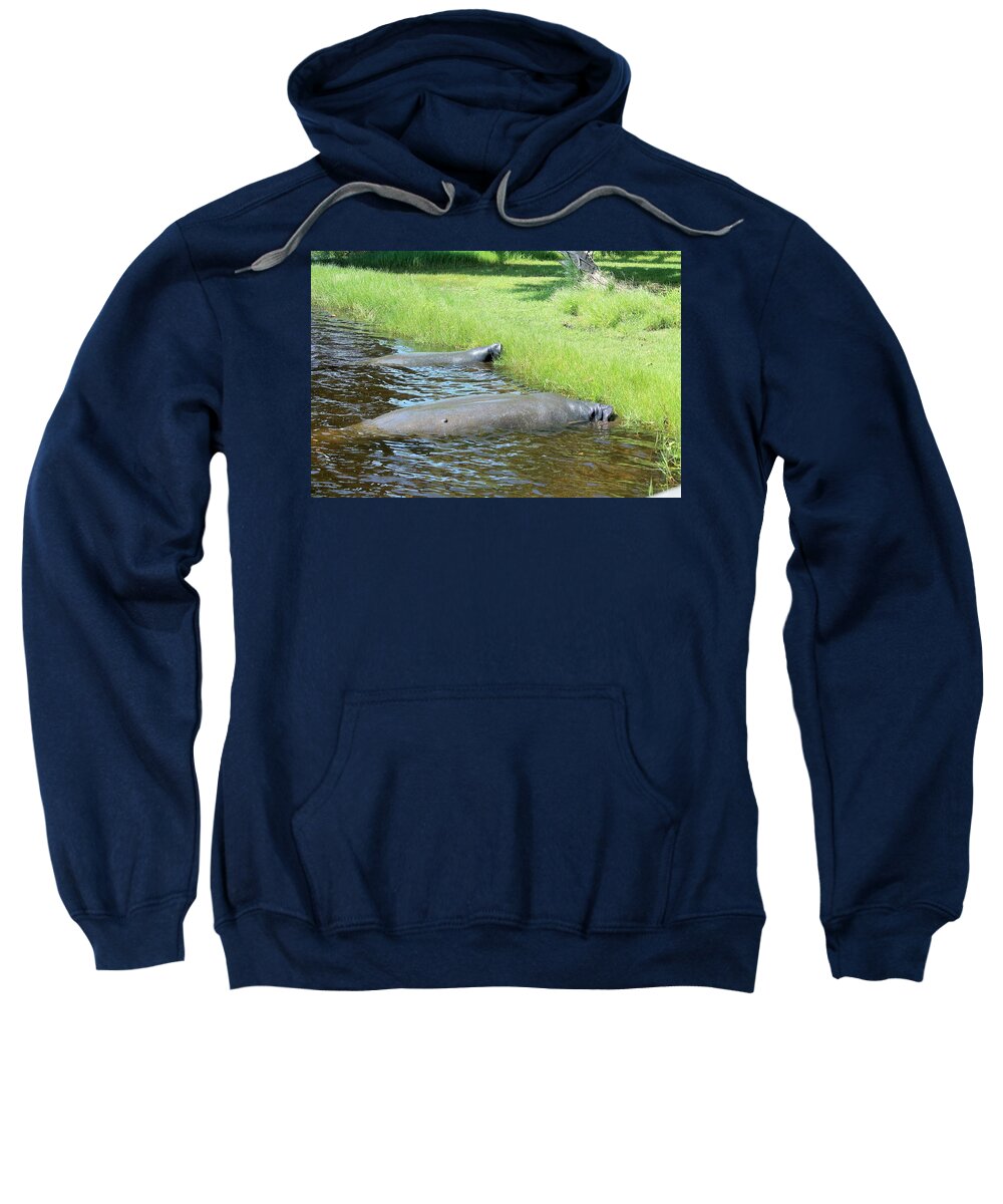 Manatees Resting by Shore of Indian River Lagoon, Florida - Sweatshirt