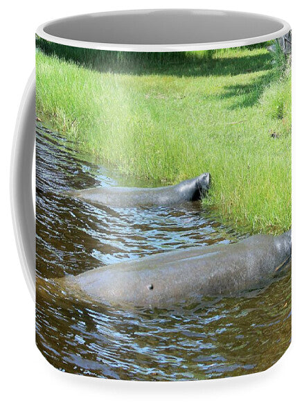 Manatees Resting by Shore of Indian River Lagoon, Florida - Mug